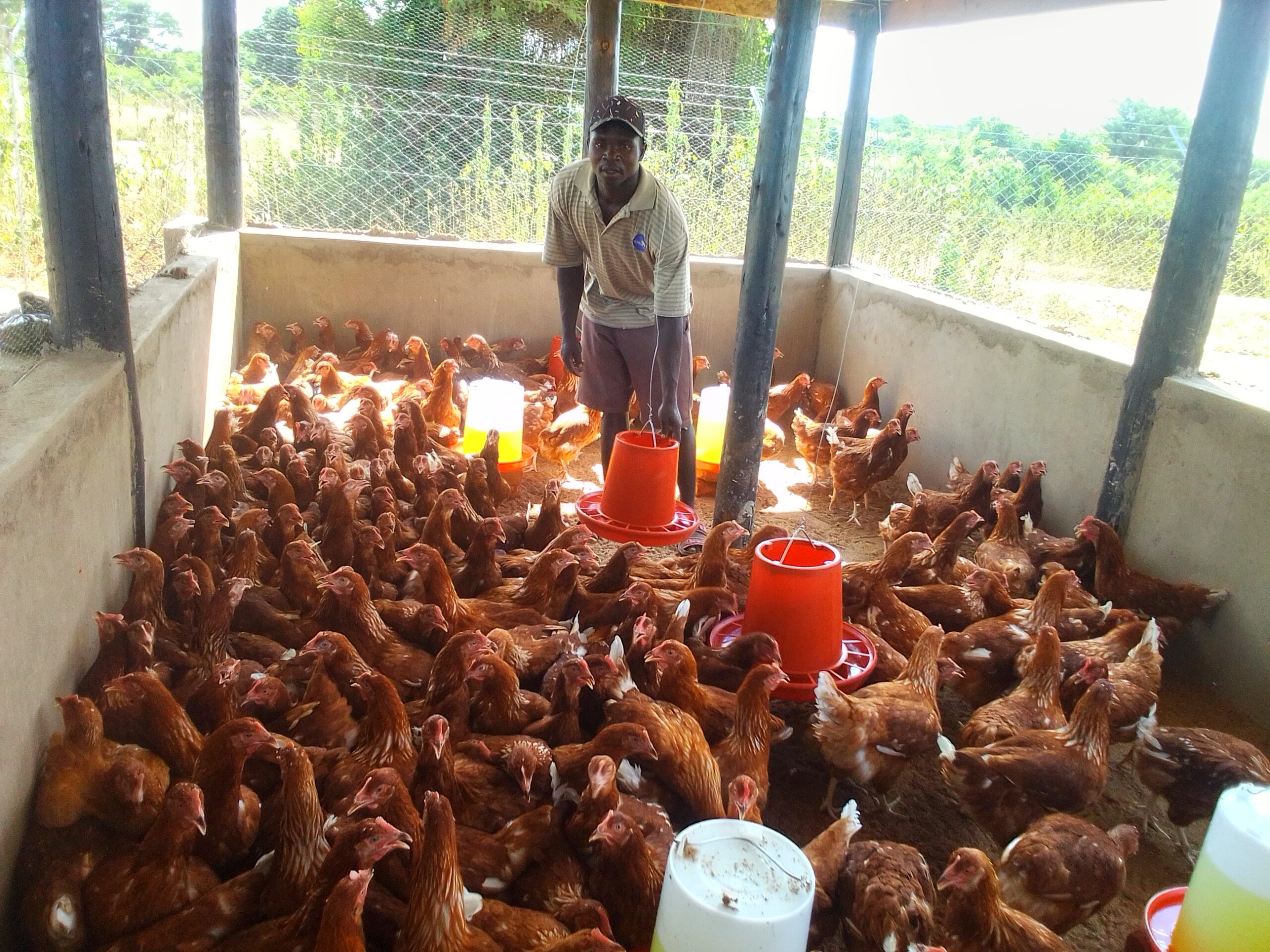 Poultry Feeding